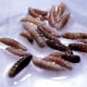FILE PHOTO: Ranchers and scientists fight flesh-eating screwworm in Latin America