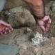 Georgian archaeologists unearth a presumably dated 1.8-million-year-old jawbone, in Kvemo Orozmani