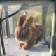 Python Hunting Robot Rabbits