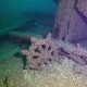 Wisconsin Historical Society ghost ship f.j. king shipwreck