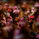 Poultry Farm Operations As Egg Prices Soar
