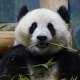 Pandas At National Zoo In Washington DC