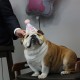 Sen. Jim Justice's bulldog, "Baby Dog," wears a birthday hat in the senator's office on Capitol Hill on Oct. 15, 2025. Baby Dog is celebrating her sixth birthday.