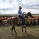 A person on a horse holds a lasso near cattle on a farm