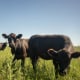 Cattle on a ranch in Rosario, Argentina, on Aug. 27, 2025. 