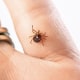 Adult female lone star tick, Amblyomma americanum, crawling on a person’s hand.