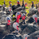 Turkeys in a field.