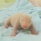 In this undated photo released by Taman Safari Indonesia or Indonesia Safari Park on Sunday, Dec. 7, 2025, a newly born giant panda cub named Satrio Wiratama is seen inside an incubator in Cisarua, West Java, Indonesia, (Taman Safari Indonesia via AP)