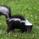 Skunk.