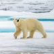 A polar bear walking on pack ice in Svalbard