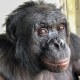 Kanzi, a 43-year-old bonobo living at Ape Initiative.