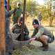 A man holds onto a rhino's horn while crouching on the ground. Several other men look on. 