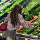 A customer shops produce.