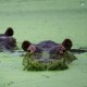 APTOPIX Colombia Hippos