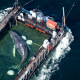 The humpback whale recovered from a shallow bay off Wismar is being transported towards the North Sea in a flooded cargo ship just before the Danish border in Fehmarn, Germany on April 29.