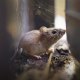 A deer mouse.
