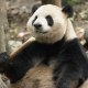 Ping Ping in Chengdu, China in May 2026.