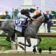 Preakness Horse Racing