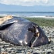 Gray whale washed ashore in Oak Harbor, WA