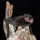 Image: Silver-haired Bat on tree at night