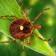 Lone Star Tick