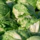 Closeup of Harvested Iceberg Lettuce Heads.