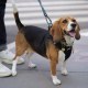 Bailey is a gene-edited hypoallergenic beagle.