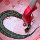 A cottonmouth snake found in the helmet of a Maumelle high school football player.