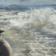 A video shows a hippopotamus jumping in the water while chasing a boat.