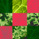 Photo illustration of a grid with different images of lettuce.