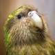 Kakapo