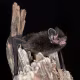 Image: Silver-haired Bat on tree at night