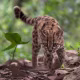 A Leopardus tilcayo at Senda Verde Animal Refuge in Bolivia’s Yungas region.