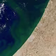 Algae bloom in the water off Israel