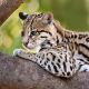 Ocelot close-up.