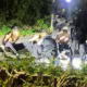 An image circulating on social media shows handcuffed suspects near RAF Fairford Air Base, England, on Sunday.
