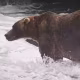 Alaska Fat Bear Week