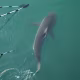 Image: South Korean officials use paddles to guide a shark.