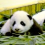 Image: CHINA-ANIMAL-GIANT-PANDA