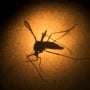 An Aedes aegypti mosquito seen through a microscope in Brazil in 2016.