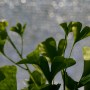Image: Distinctive fan-shaped ginkgo leaves are seen in the Fossils Atmospheres Project at the Smithsonian Research Center in Edgewater, Md.