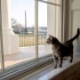 Image: Biden family?EUR(TM)s new pet cat Willow is seen at the White House in Washington