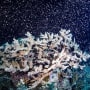 Corals fertilize billions of offspring by casting sperm and eggs into the Pacific Ocean off the Queensland state coastal city of Cairns, Australia, on Nov. 23, 2021. Australia's Great Barrier Reef is spawning in an explosion of color as the World Heritage-listed natural wonder recovers from life-threatening coral bleaching episodes.