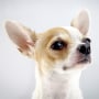 Close-Up Portrait Of Dog Against White Background