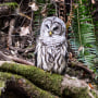 A Northern Spotted Owl watches for prey beside a small stream in Muir Woods National Monument north of San Francisco on Sept. 13, 2018.