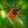 Image: Blacklegged Tick