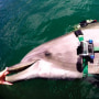 "Dolphin S" with camera attached to the left side of her harness.