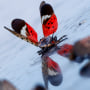 The wings of a dead spotted lanternfly flutter in the wind on a walkway on Aug. 27, 2022, in Bayonne, N.J.