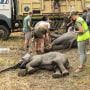 Image: Elephants being prepared for transport in Malawi