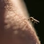 Los mosquitos son muy sensibles al dióxido de carbono.